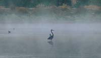 03heron1080458w
