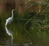 08egret1070680w
