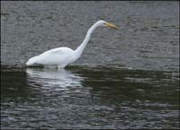 09egret1070826w