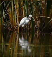 10egret1070703w