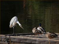 11egret1080282cw