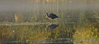 12heron1070440w