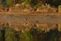 13heron1080109aw