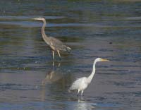 14heron-egret1080388w