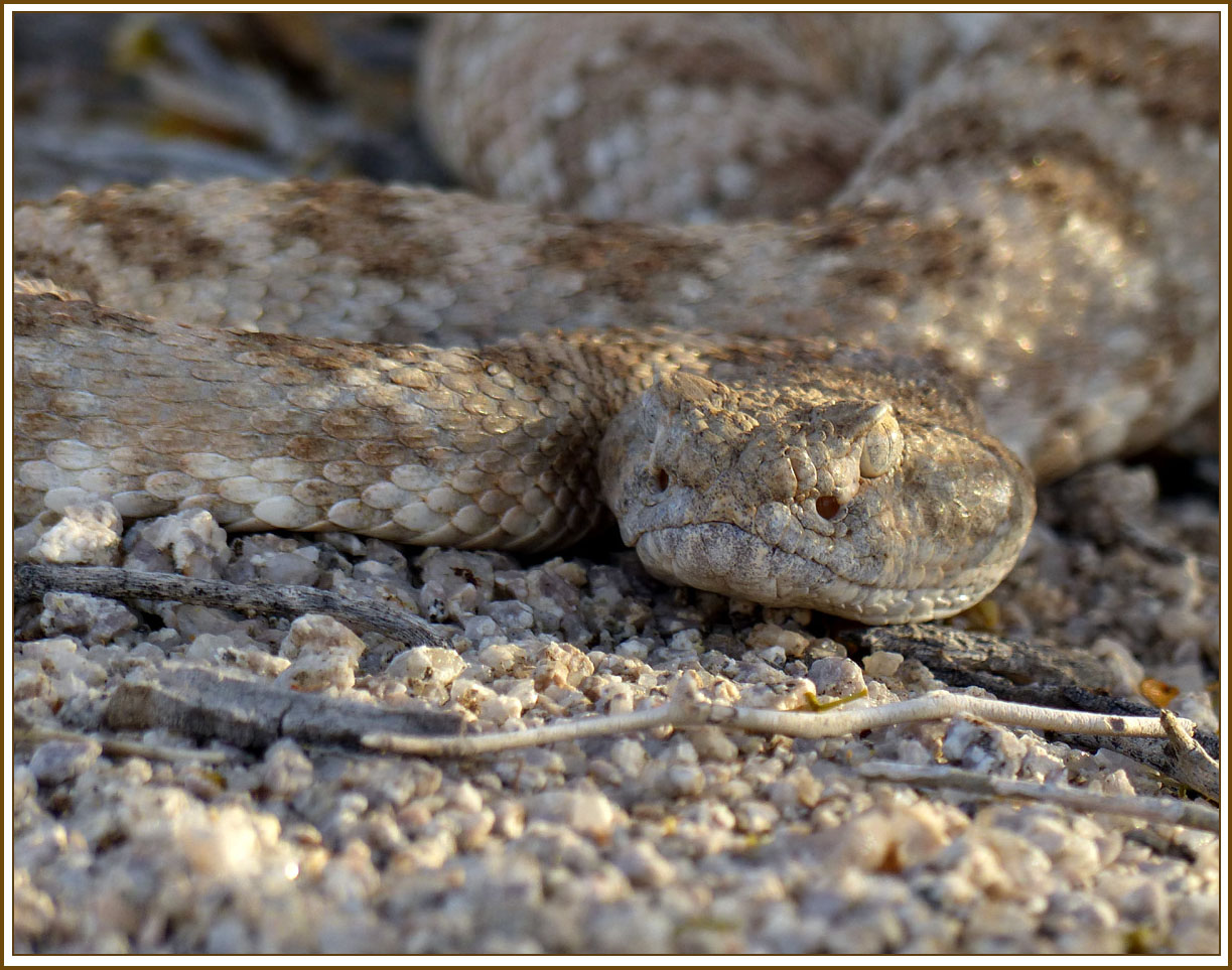 crotalus_scutulatus_scutulatus1120602wFrame