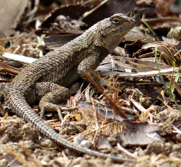 lizard1030099w1