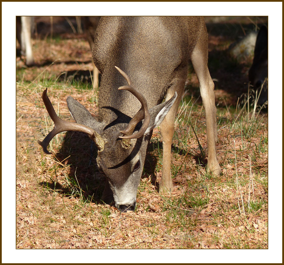 odocoileus_hemionus1110417wFrame