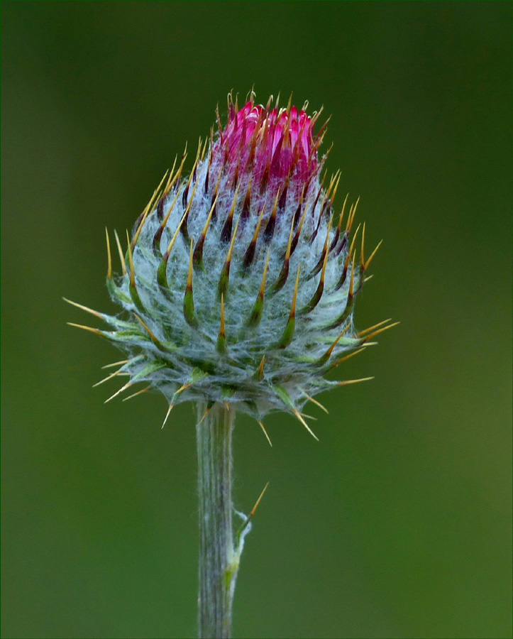 thistle26