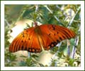 fritillary1080664w