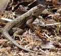 lizard1030099w1