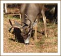 odocoileus_hemionus1110417wFrame