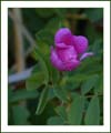 rosa_woodsii1150313wFrame