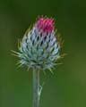 thistle26