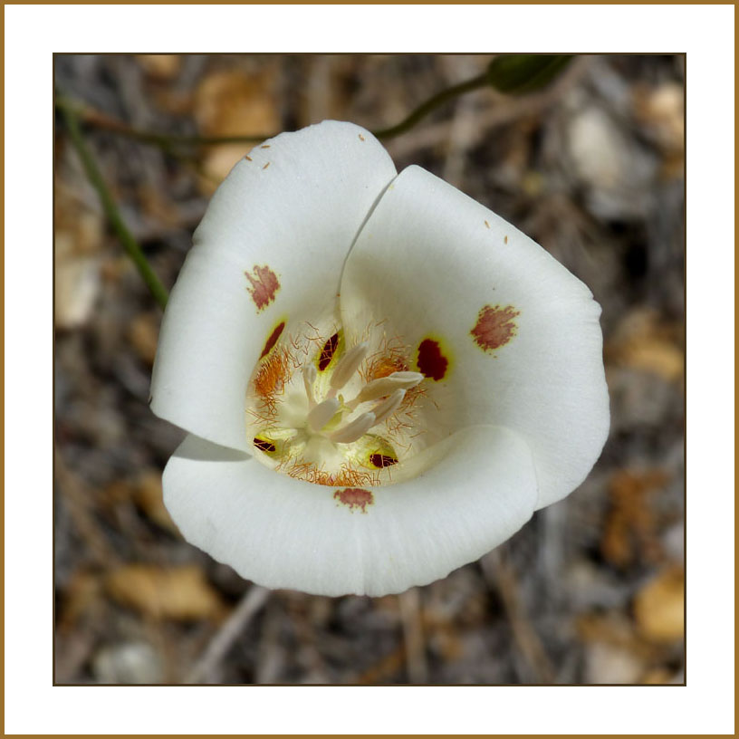 02calochortus_venustus111140975wFrame