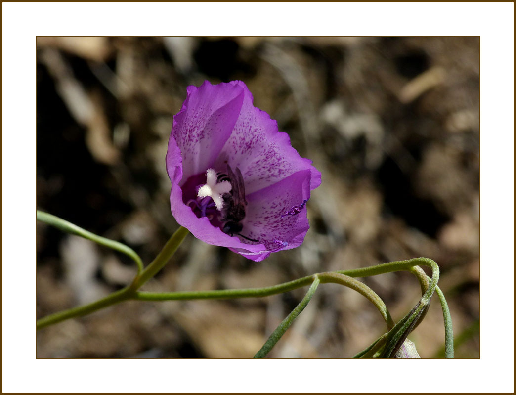 04clarkia_cylindrica1150488wFrame