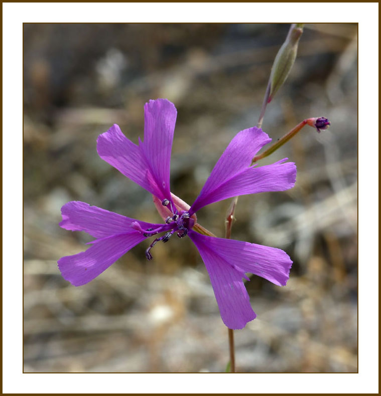 06clarkia_xanti1150373wFrame