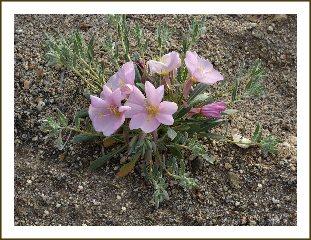 07oenothera_californica1100232awFrame