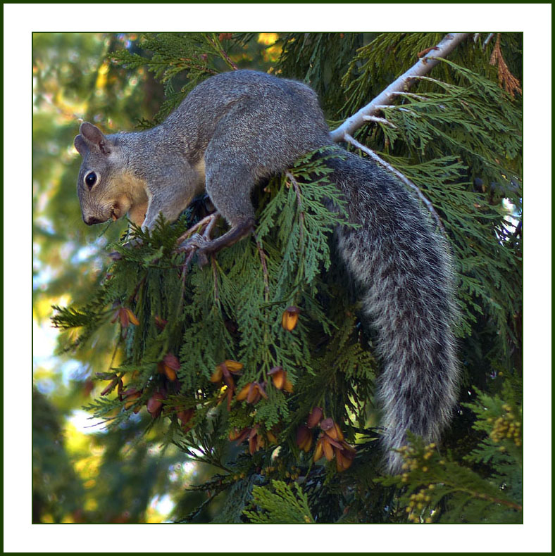 19sciurus_griseus1090930wFrame