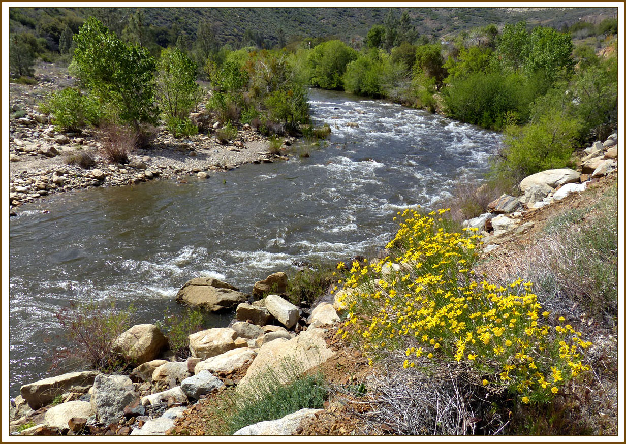 23a-senecio-kern 1110150wFrame