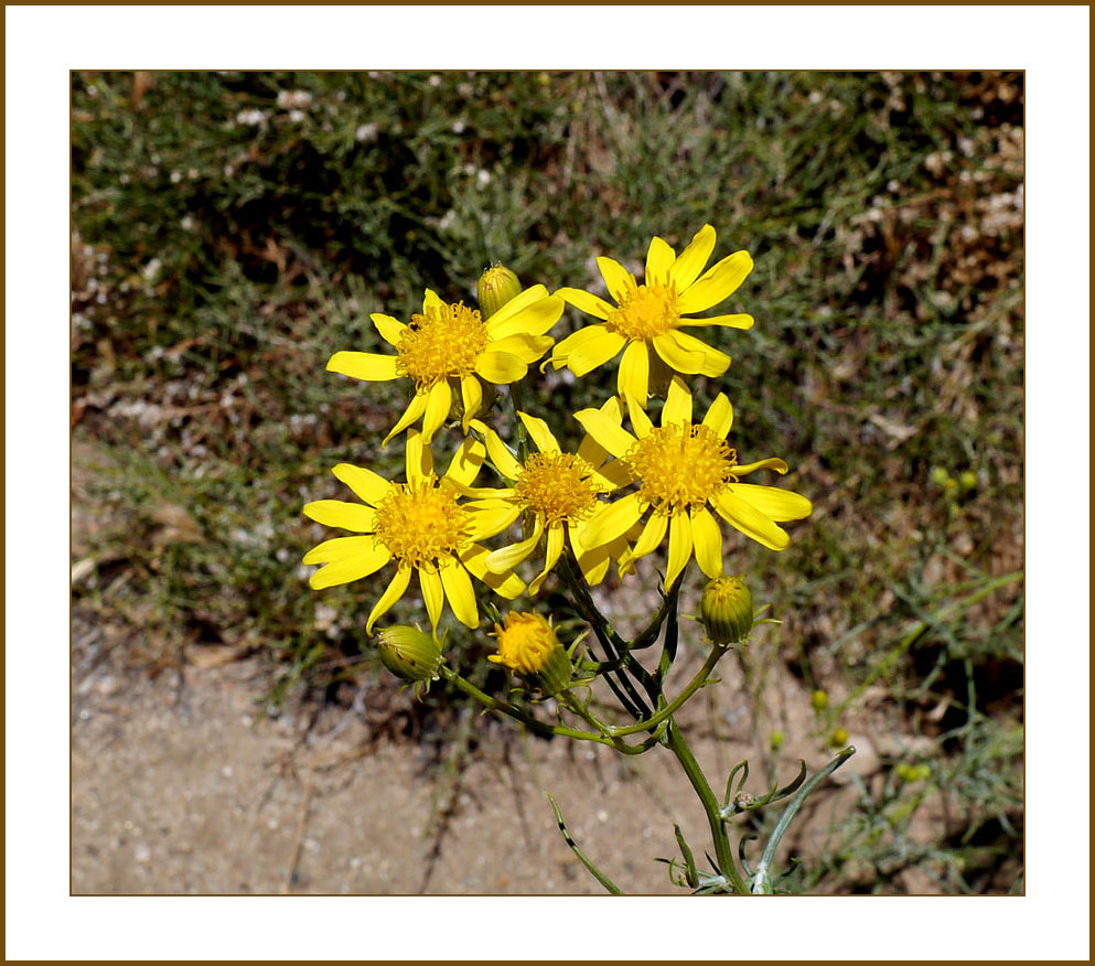 23a-senecio-kern 1110150wFrame