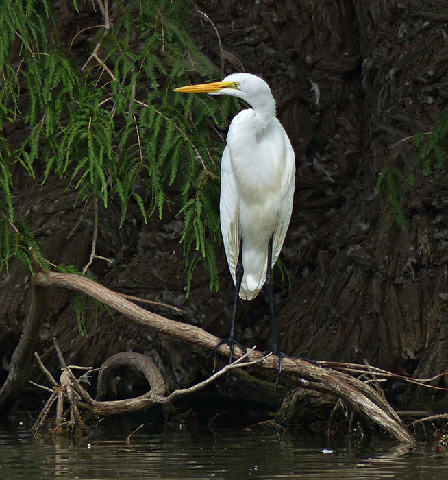 40ardea_albat1010164w
