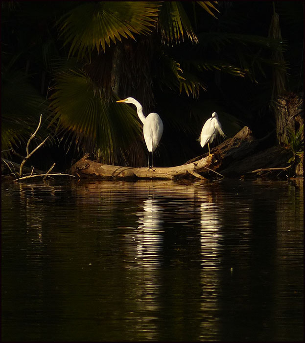 40ardea_albat1010164w
