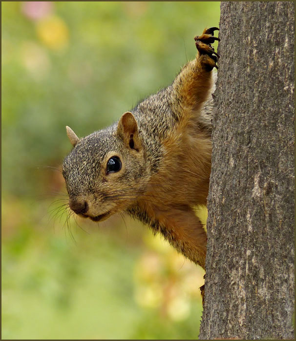 sciurus_griseus1170997w