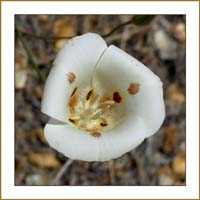 02calochortus_venustus111140975wFrame