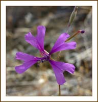 06clarkia_xanti1150373wFrame