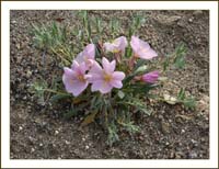 07oenothera_californica1100232awFrame