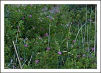 08rosa_woodsii1150311wFrame