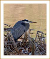 11ardea_herodia1030157wFrame
