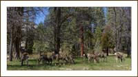 18odocoileus1070403wFrame