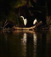 40ardea_albat1010164w