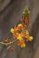 41aloe1030148w