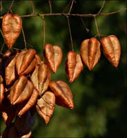46seeds-1050461