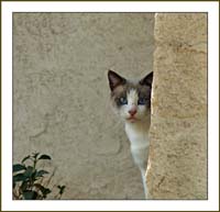 cat1110007awFrame