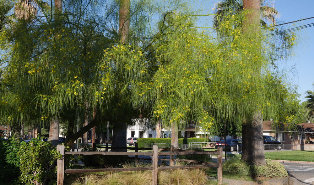 01_parkinsonia_aculeata1010016wb