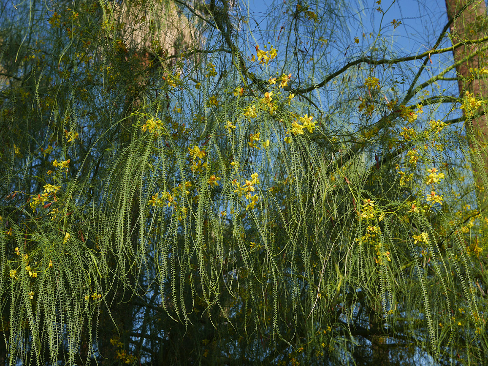 01_parkinsonia_aculeata1010016wb