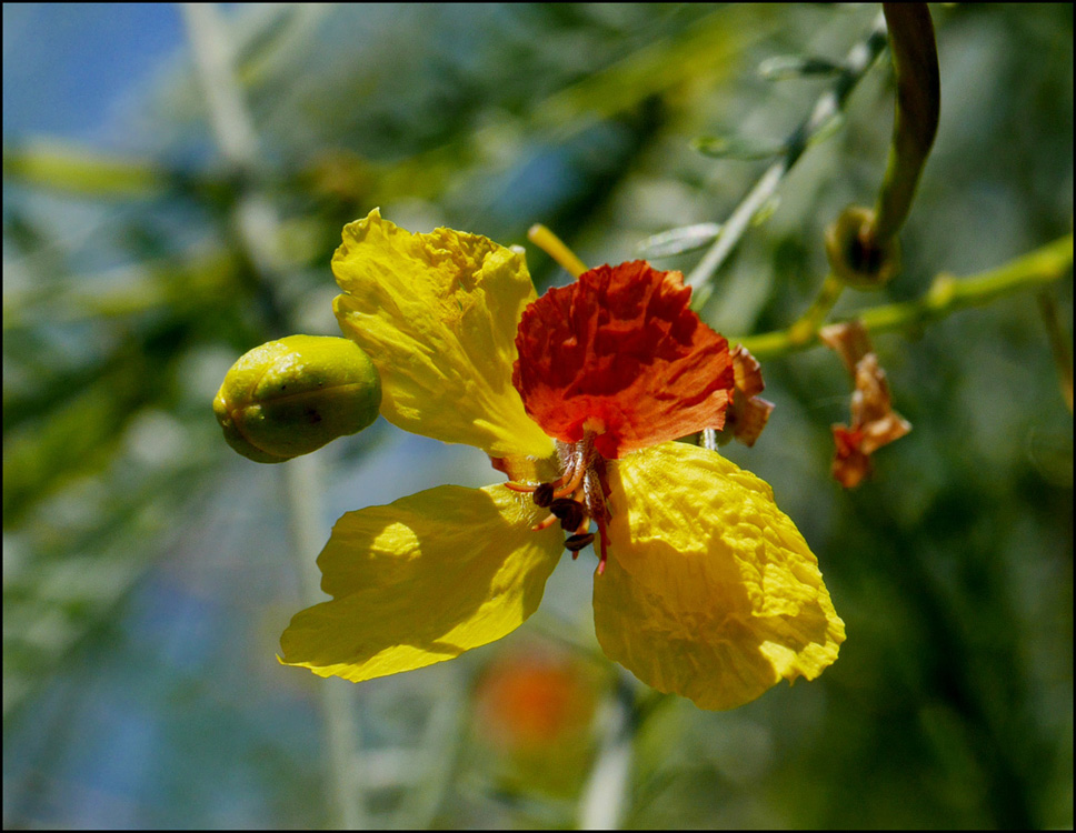 01_parkinsonia_aculeata1010016wb