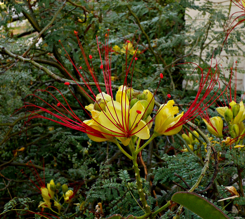 02_caesalpinia_gilliesii1000805w