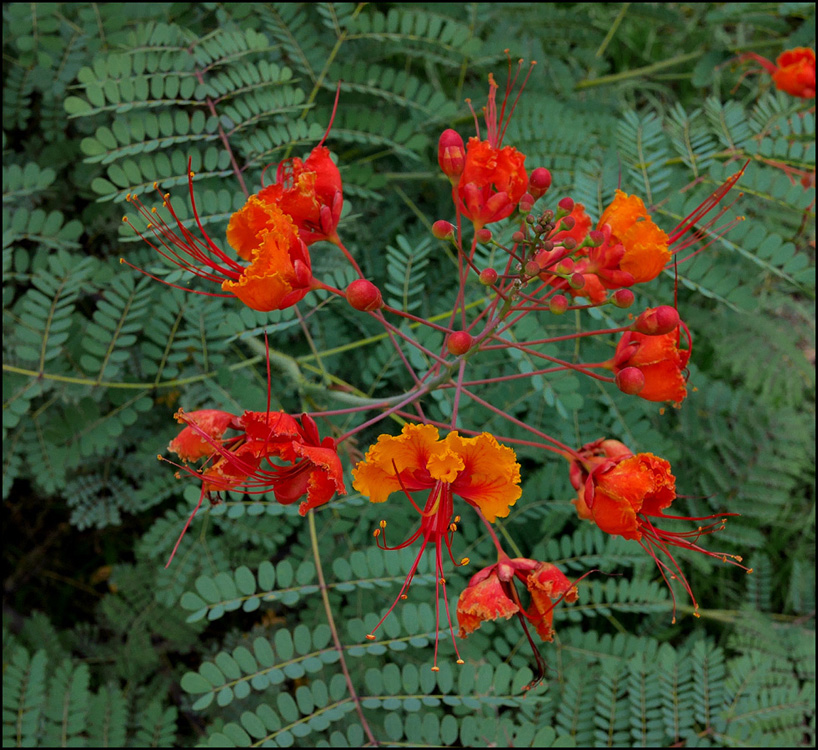 04_caesalpinia_pulcherrima1000627