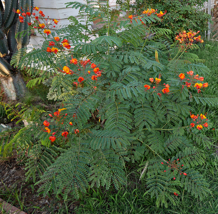 04_caesalpinia_pulcherrima1000627