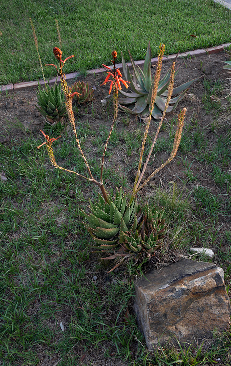 05_aloe1000798w