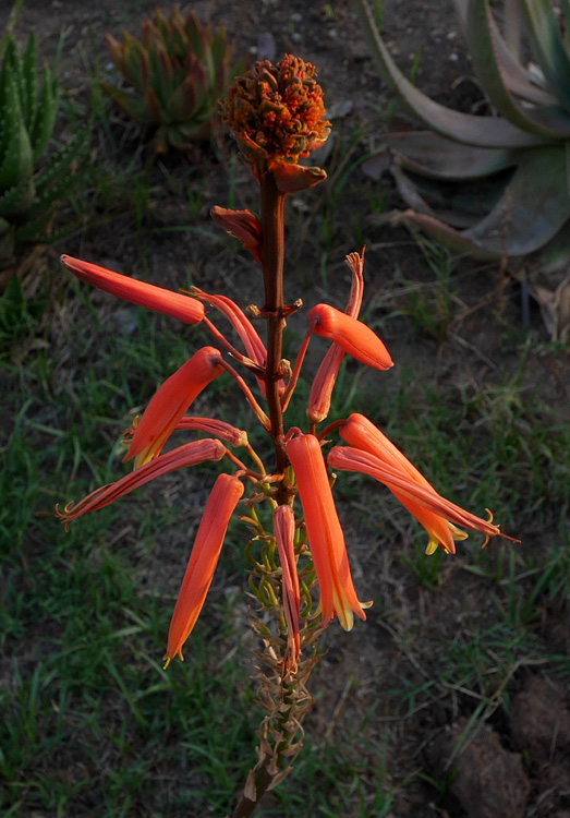 05_aloe1000798w