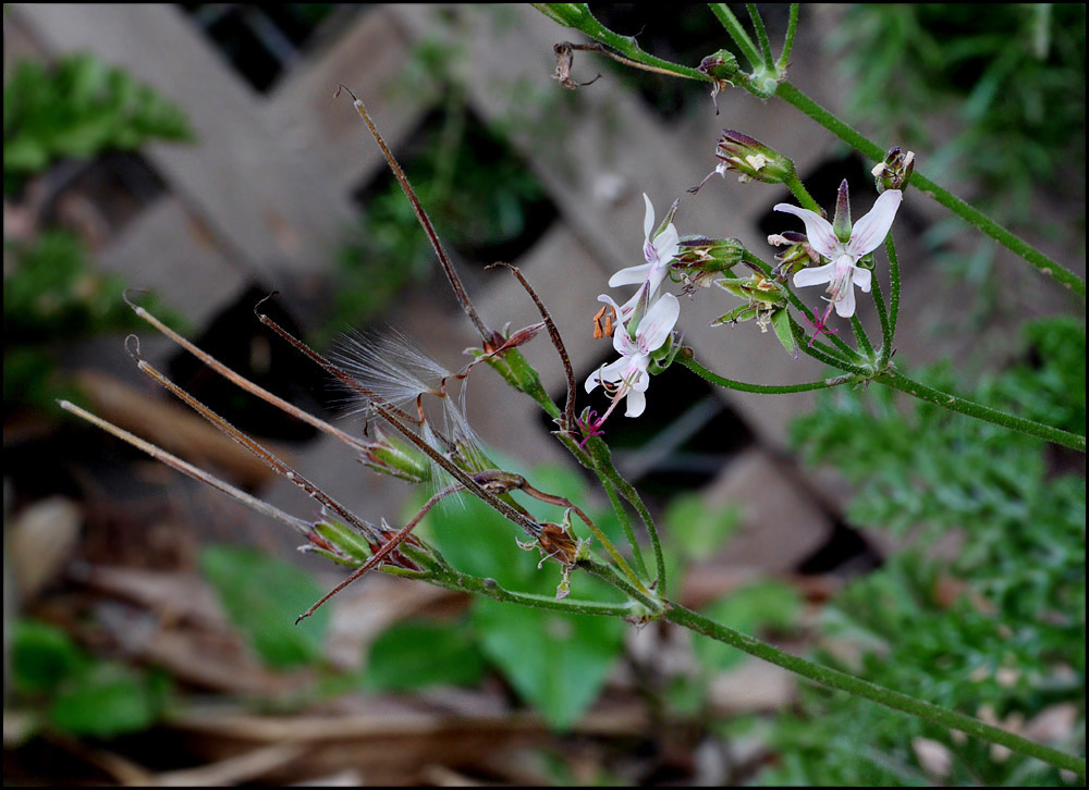 06_pelargonium1000777w