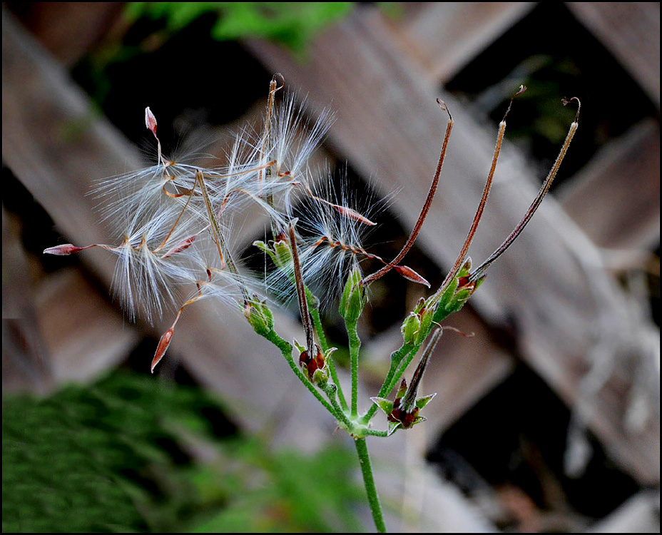 06_pelargonium1000777w