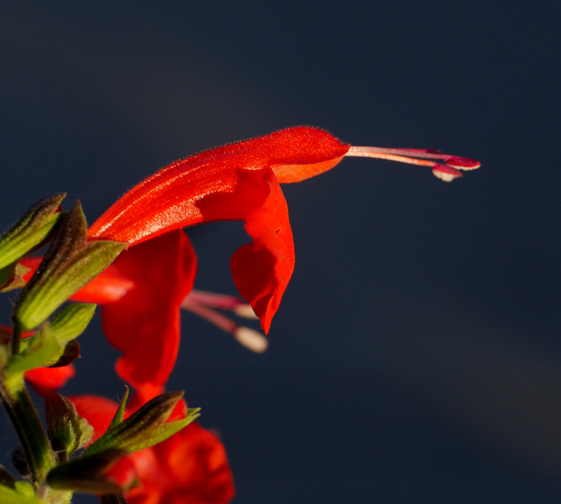 07_salvia_coccinea1000632w