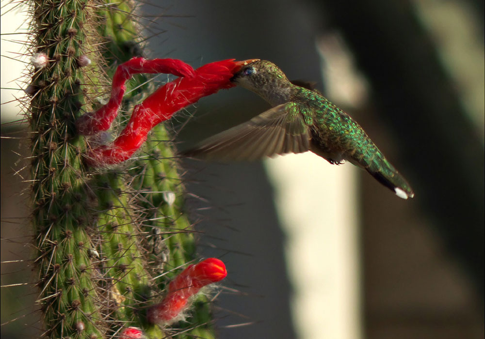 07_salvia_coccinea1000632w