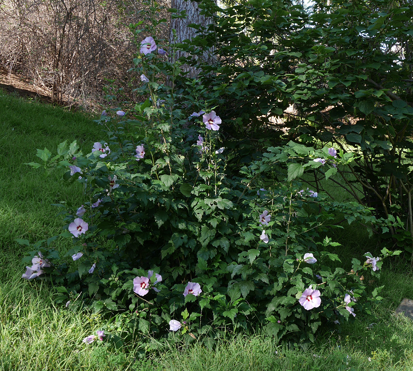 10_hibiscus_syriacus1010048w